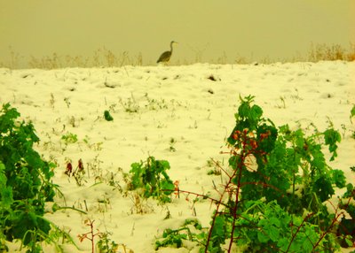 neve de Martina Konitzky