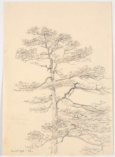 Um pinheiro de Martinus Rørbye