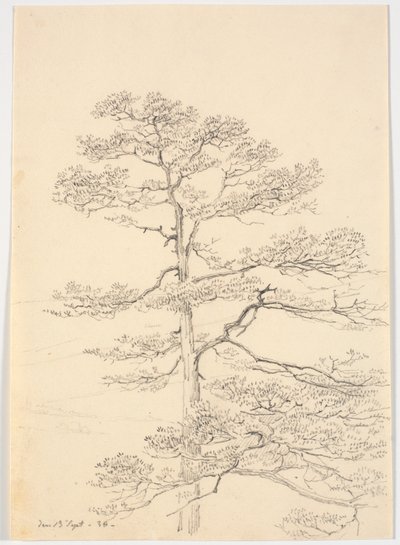 Um pinheiro de Martinus Rørbye