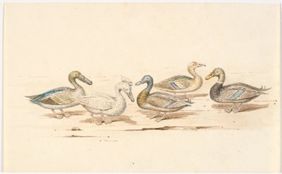 Estudos de diferentes tipos de pato de Martinus Rørbye
