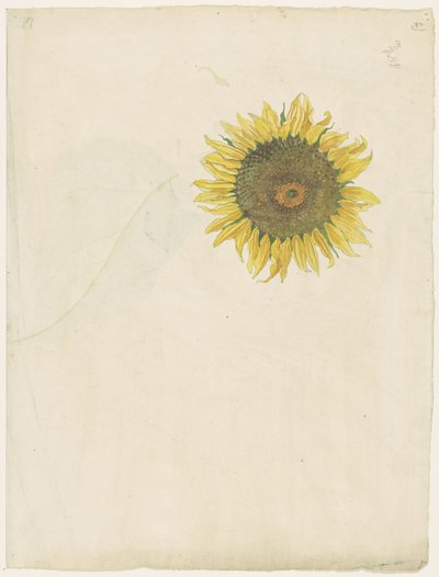Girassol de Martinus van Andringa