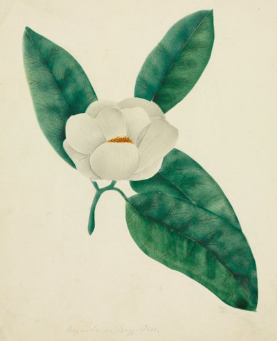 Magnólia. de Mary Altha Nims