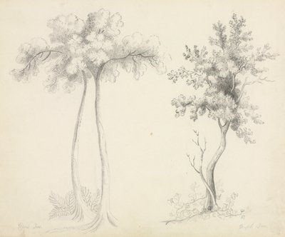 Estudos de Upas e Maple Trees. de Mary Altha Nims