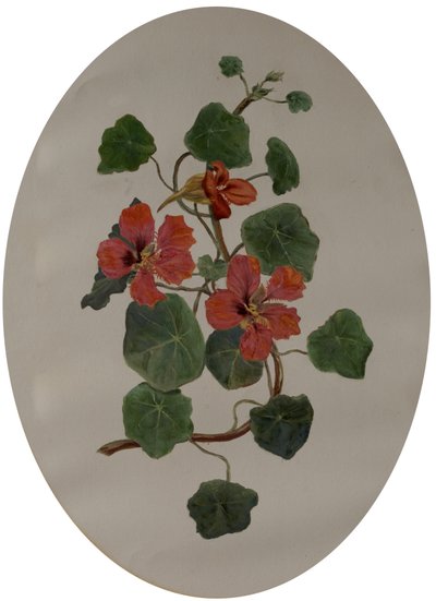 Chagas, c.1870 (óleo sobre papel) de Mary Dakeyne Townroe