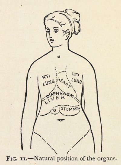 Posição natural dos órgãos". Um simples diagrama de alguns órgãos internos de uma mulher; Num capítulo sobre a postura correcta. de Mary Eliza Haweis
