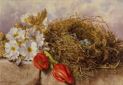 Uma Natureza Morta de Túlipas de Flor e um Ninho de Ave sobre um Lado (lápis e aguarela) de Mary Elizabeth Duffield