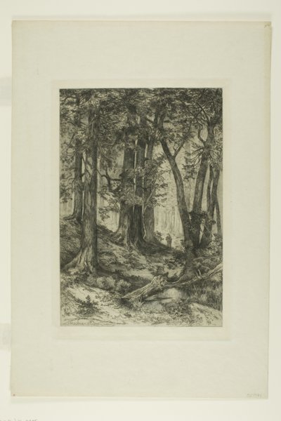 Uma floresta da Califórnia de Mary Nimmo Moran
