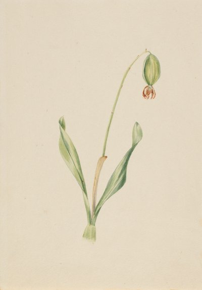(Sem título) (Estudo de plantas) de Mary Vaux Walcott