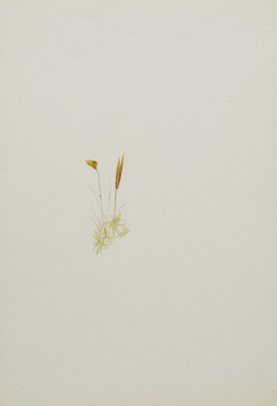 (Sem título - Estudo de uma flor) de Mary Vaux Walcott