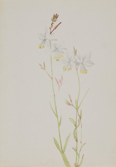 (Sem título - Estudo de uma flor) de Mary Vaux Walcott