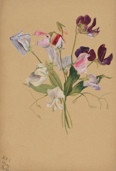 (Sem título - Estudo de uma flor) de Mary Vaux Walcott