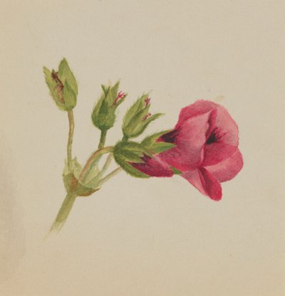(Sem título - Estudo de uma flor) de Mary Vaux Walcott