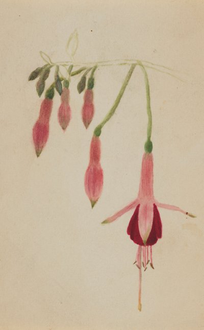 (Sem título - Estudo de uma flor) de Mary Vaux Walcott