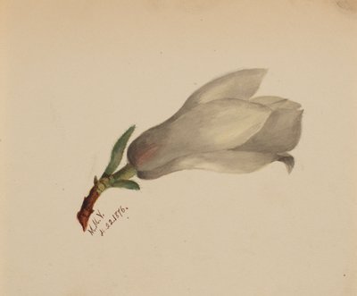 (Sem título - Estudo de uma flor) de Mary Vaux Walcott