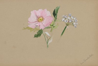 (Sem título - Estudo de uma flor) de Mary Vaux Walcott