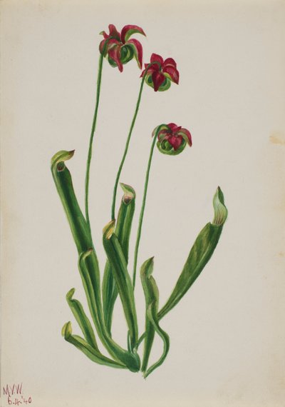 (Sem título - Estudo de uma flor) de Mary Vaux Walcott