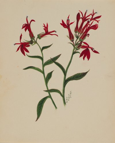 (Sem título - Estudo de uma flor) de Mary Vaux Walcott