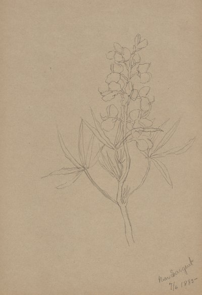 (Sem título - Estudo de uma flor) de Mary Vaux Walcott