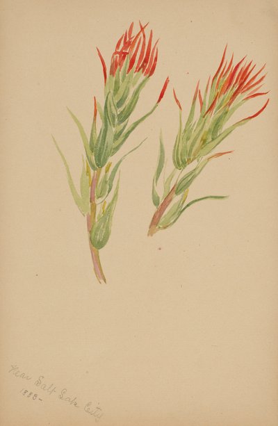 (Sem título - Estudo de plantas) de Mary Vaux Walcott