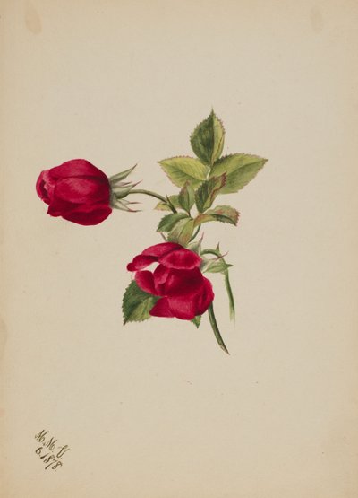 (Sem título--Rose) de Mary Vaux Walcott