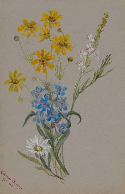 (Sem título, Grupo de flores) de Mary Vaux Walcott