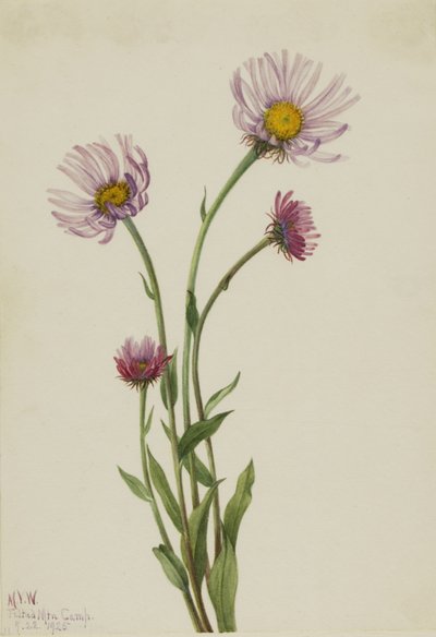 Erigeron salsuginosus de pulga do Alasca, 1925. de Mary Vaux Walcott