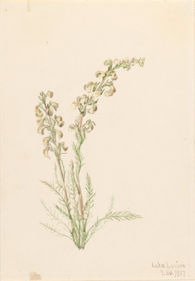 Feto alpino (Pedicularis contorta) de Mary Vaux Walcott