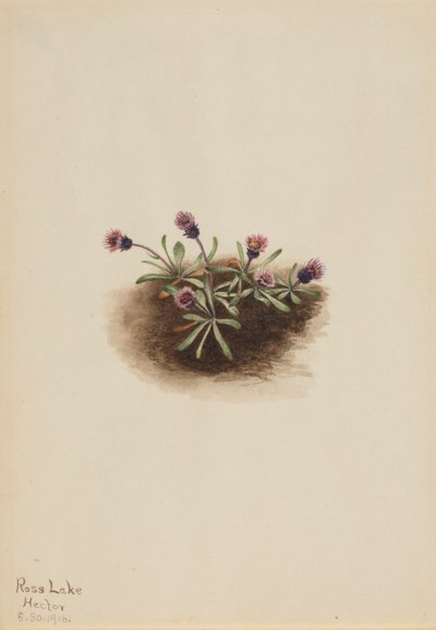 Alpine Fleabane Erigeron unalaschcensis, 1916. de Mary Vaux Walcott