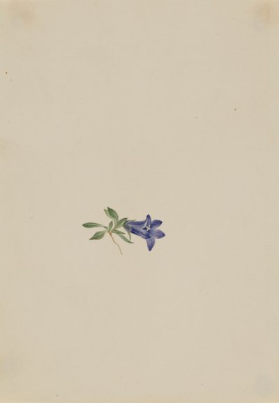 Campainha alpina (Campanula lasiocarpa) de Mary Vaux Walcott