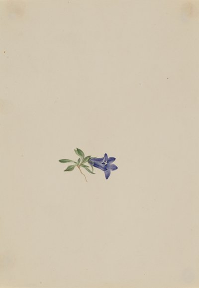 Alpine Harebell Campanula lasiocarpa, n.d. de Mary Vaux Walcott
