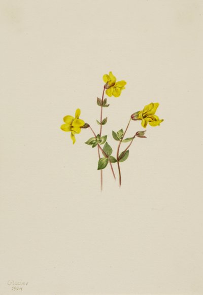 Alpine Monkey Flower Mimulus caespitosus, 1904. de Mary Vaux Walcott
