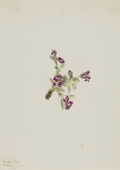 Ervilhaca alpina (Oxytropis podocarpa) de Mary Vaux Walcott