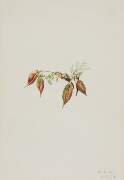 Ervilhaca alpina (Oxytropis podocarpa) de Mary Vaux Walcott