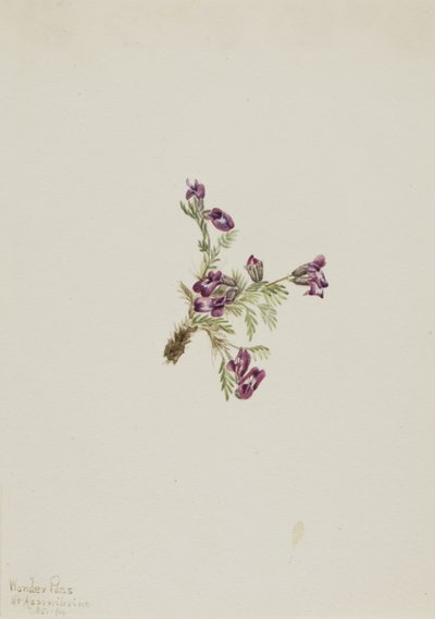 Alpine Pointvetch Oxytropis podocarpa, 1916. de Mary Vaux Walcott