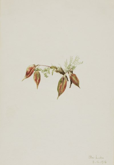 Alpine Pointvetch Oxytropis podocarpa, 1918. de Mary Vaux Walcott