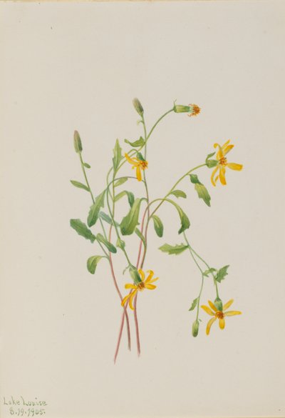Erva-dos-alpes (Senecio species) de Mary Vaux Walcott