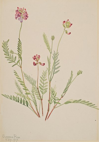 Alpine Vetch Astragalus bourgovii, 1917. de Mary Vaux Walcott