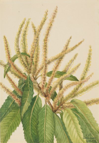 Castanheiro americano (Castanea dentata) de Mary Vaux Walcott