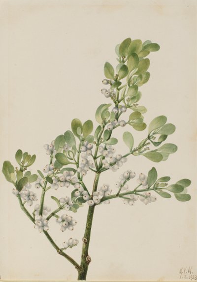 Visco americano (Phoradendron flavescens) de Mary Vaux Walcott