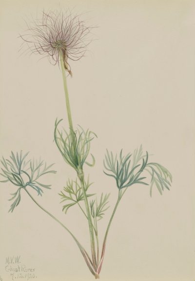 American Pasqueflower Pulsatilla ludoviciana, 1920. de Mary Vaux Walcott