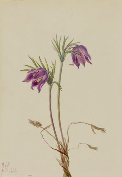 American Pasqueflower Pulsatilla ludoviciana, 1922. de Mary Vaux Walcott