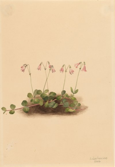 Flor gémea americana (Linnaea borealis americana) de Mary Vaux Walcott