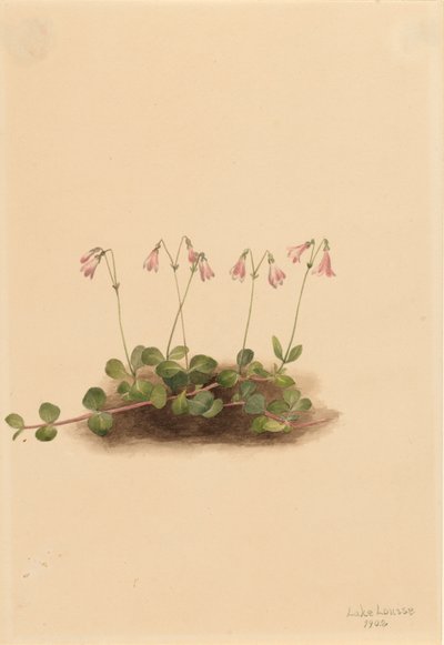 American Twinflower Linnaea borealis americana, 1902. de Mary Vaux Walcott