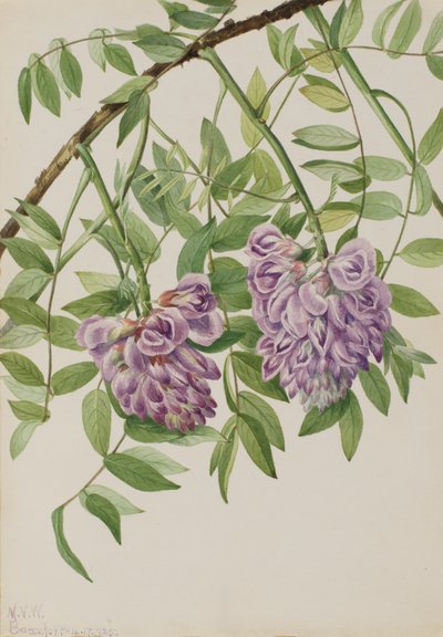 Wisteria Kraunhia frutescens americana, 1925. de Mary Vaux Walcott