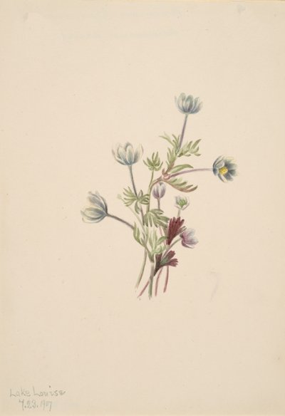 Anemone drummondii, 1907. de Mary Vaux Walcott