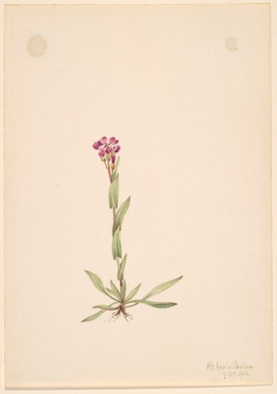 Arabis lyallii, 1916. de Mary Vaux Walcott