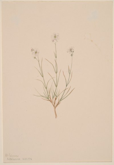 Arenaria formosa, 1904. de Mary Vaux Walcott