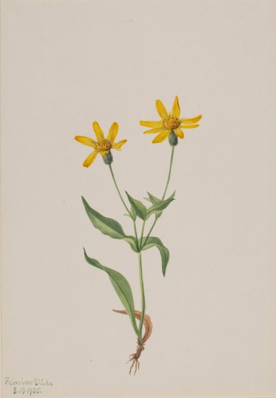 Arnica Alpina, 1905. de Mary Vaux Walcott
