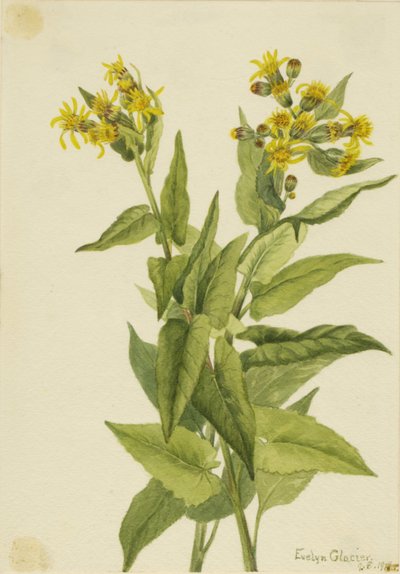 Arrowleaf Groundsel Senecia triangularis, 1916. de Mary Vaux Walcott
