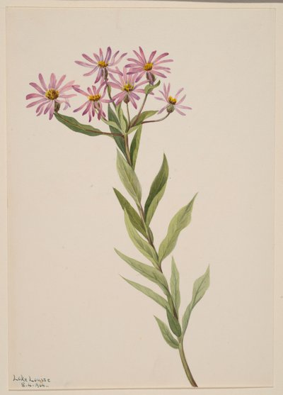 Aster Engelmann, 1904. de Mary Vaux Walcott
